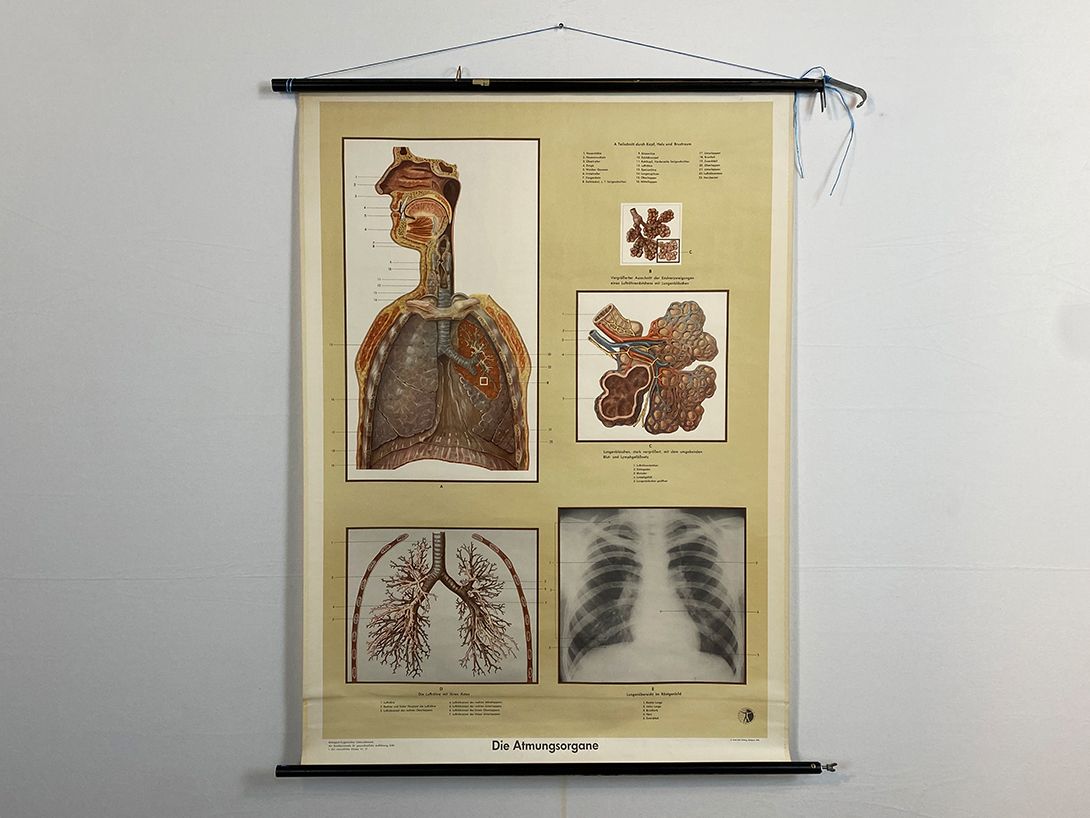 Foto German School Poster of the Respiratory Organs h118 10029