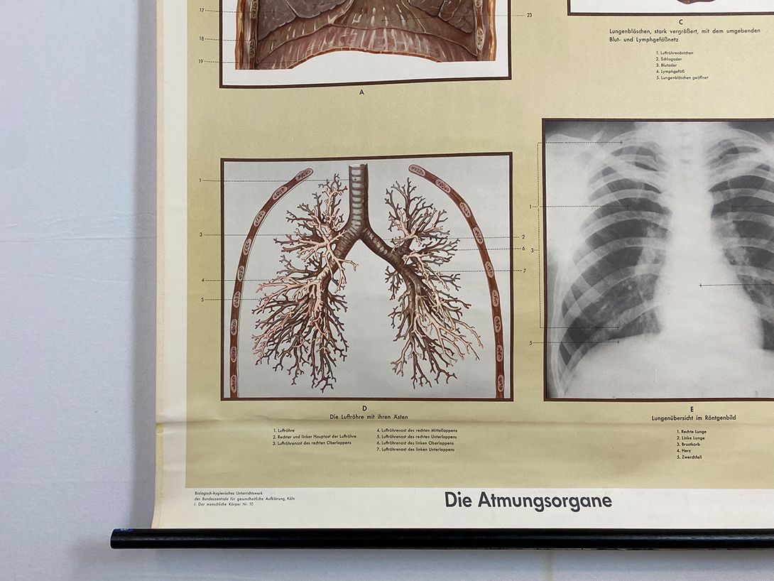 Foto German School Poster of the Respiratory Organs h118 10029