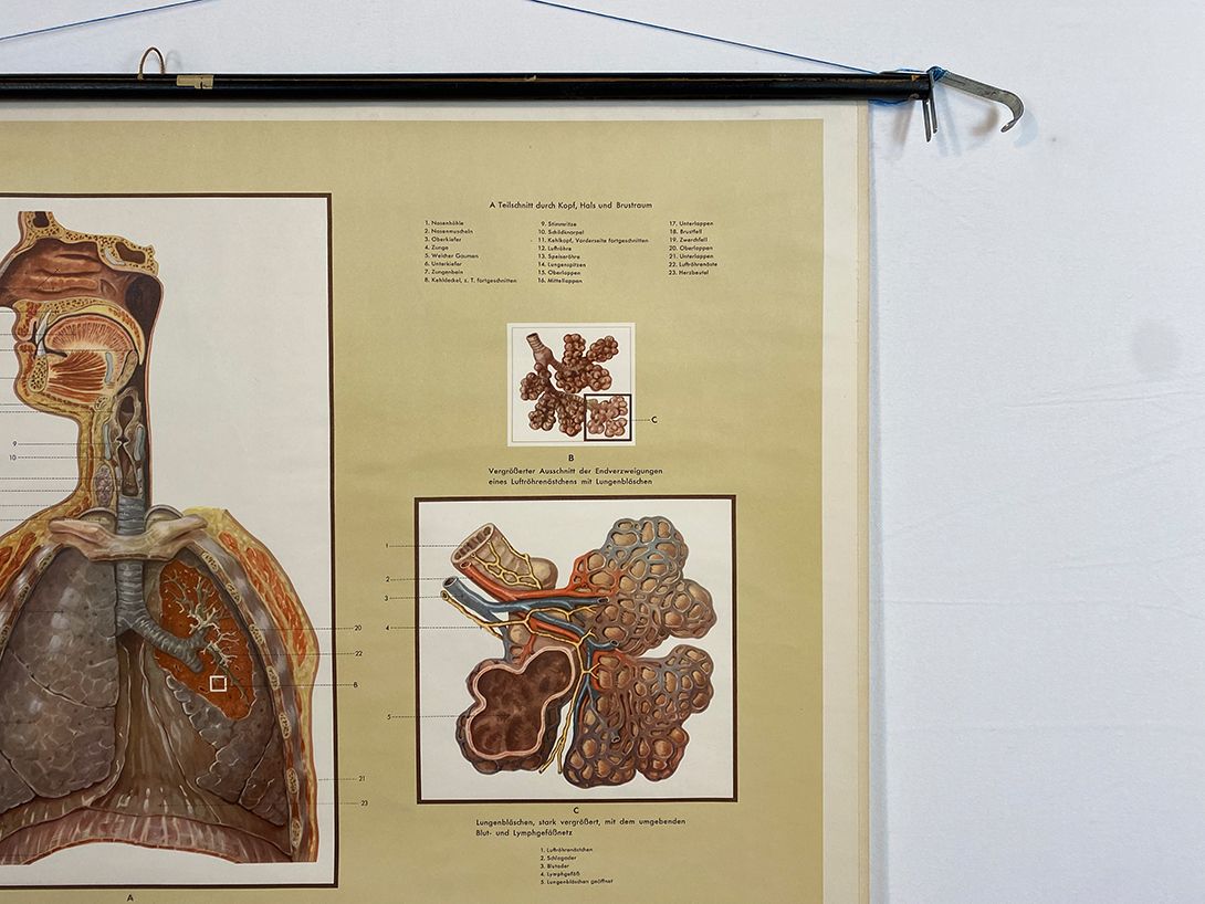 Foto German School Poster of the Respiratory Organs h118 10029