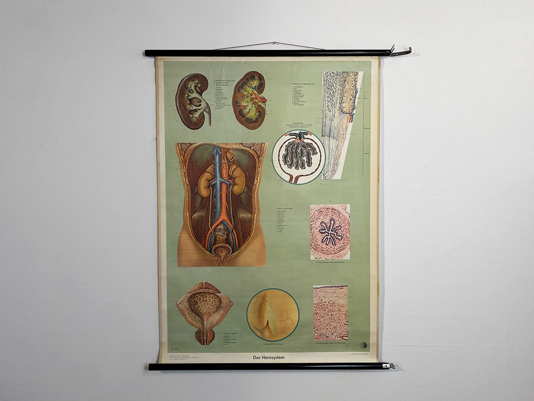 Foto German School Poster of the Urinary System 1959 h118 10028