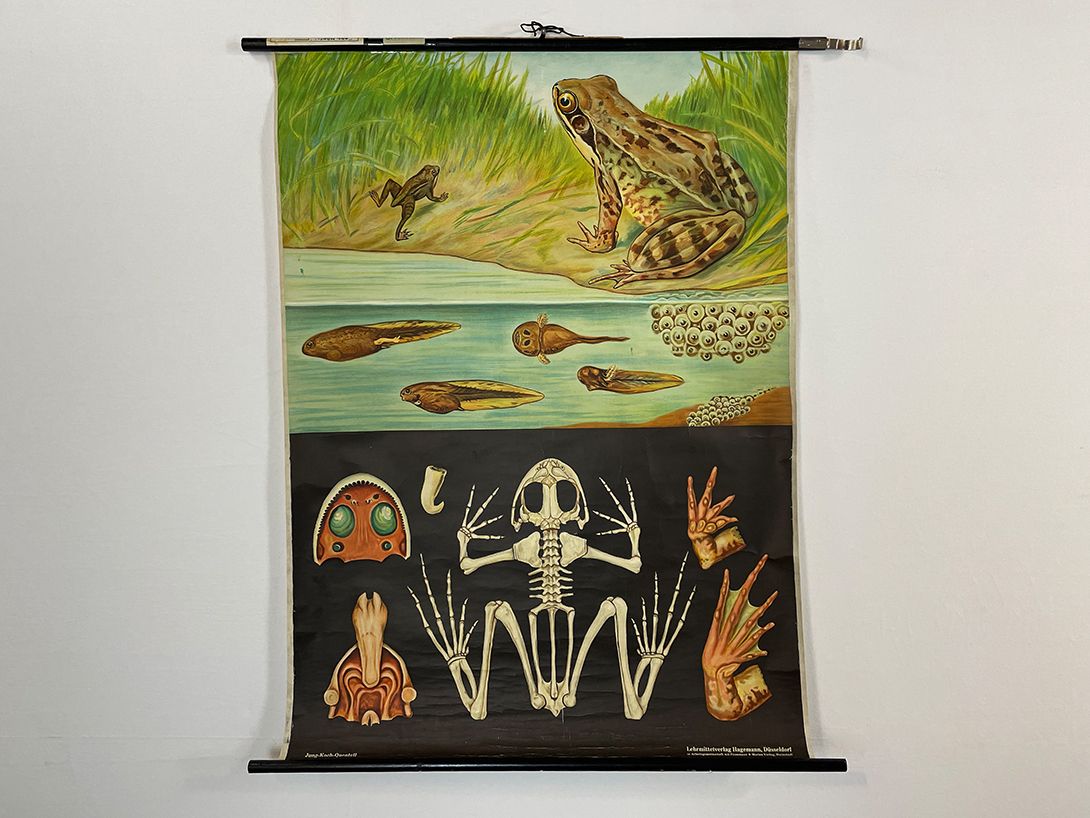 Foto German School Poster of a Common Frog&#8217;s Anatomy h117