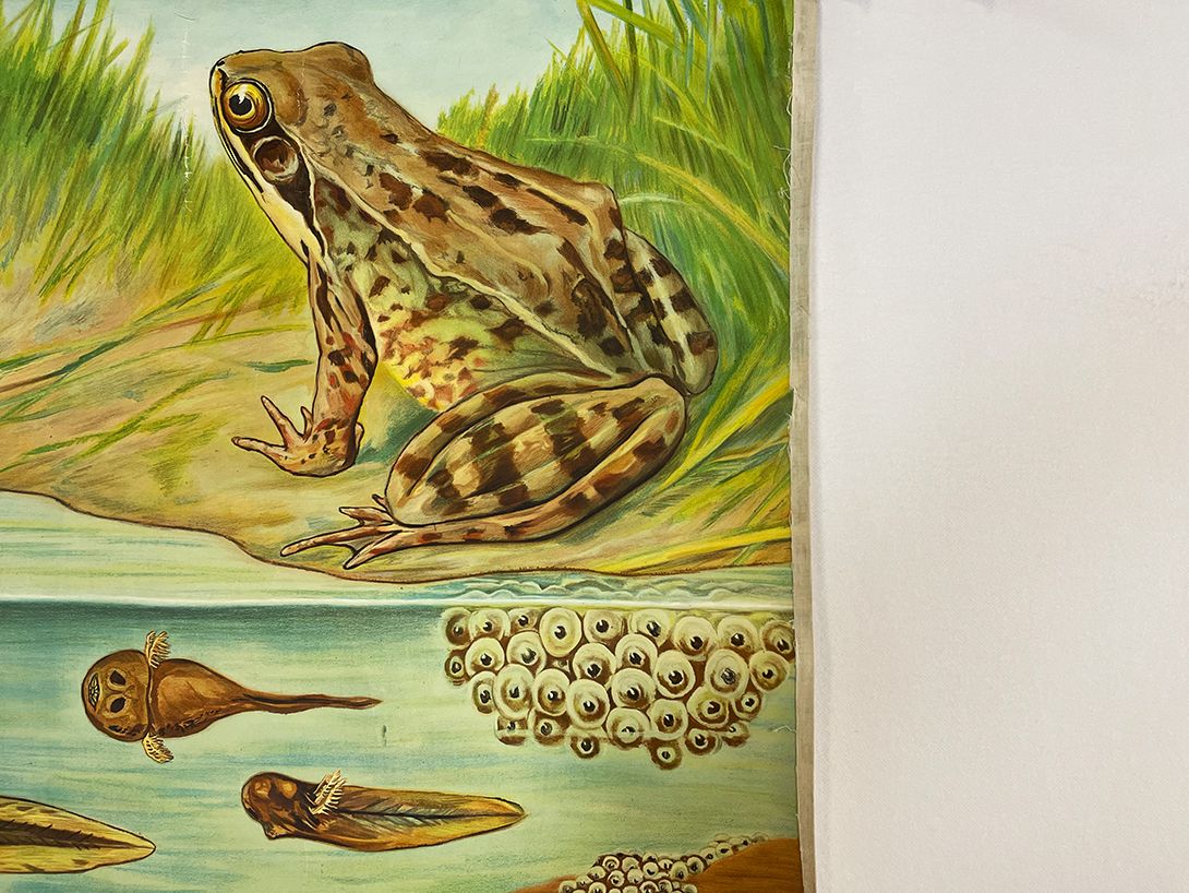 Foto German School Poster of a Common Frog&#8217;s Anatomy h117