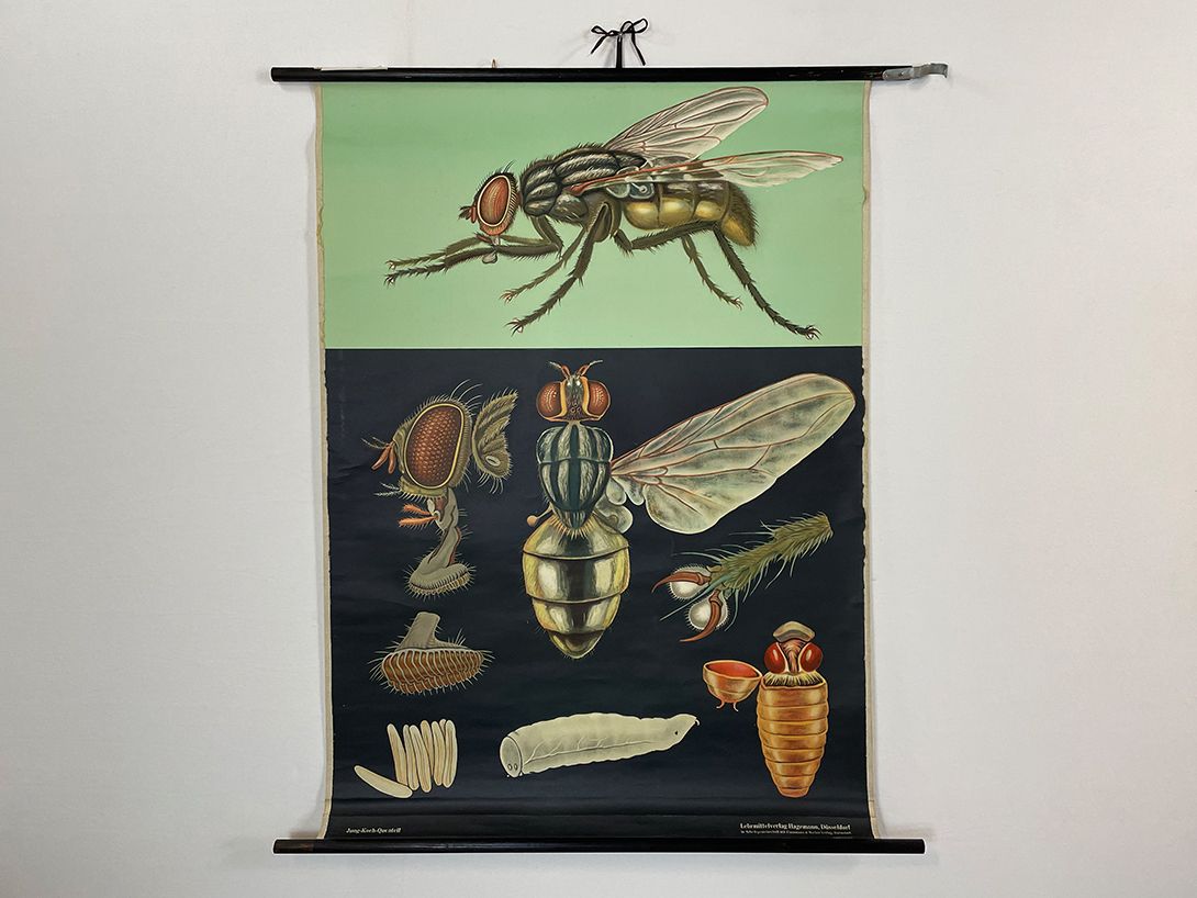 Foto German School Poster of a Housefly&#8217;s Anatomy h117