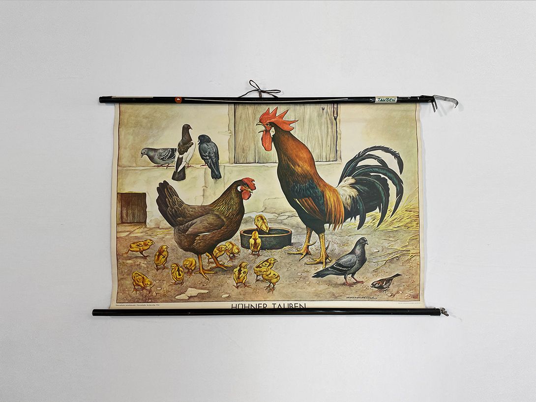 Foto Austrian School Poster of Chickens and Pigeons, Vienna h70 10033