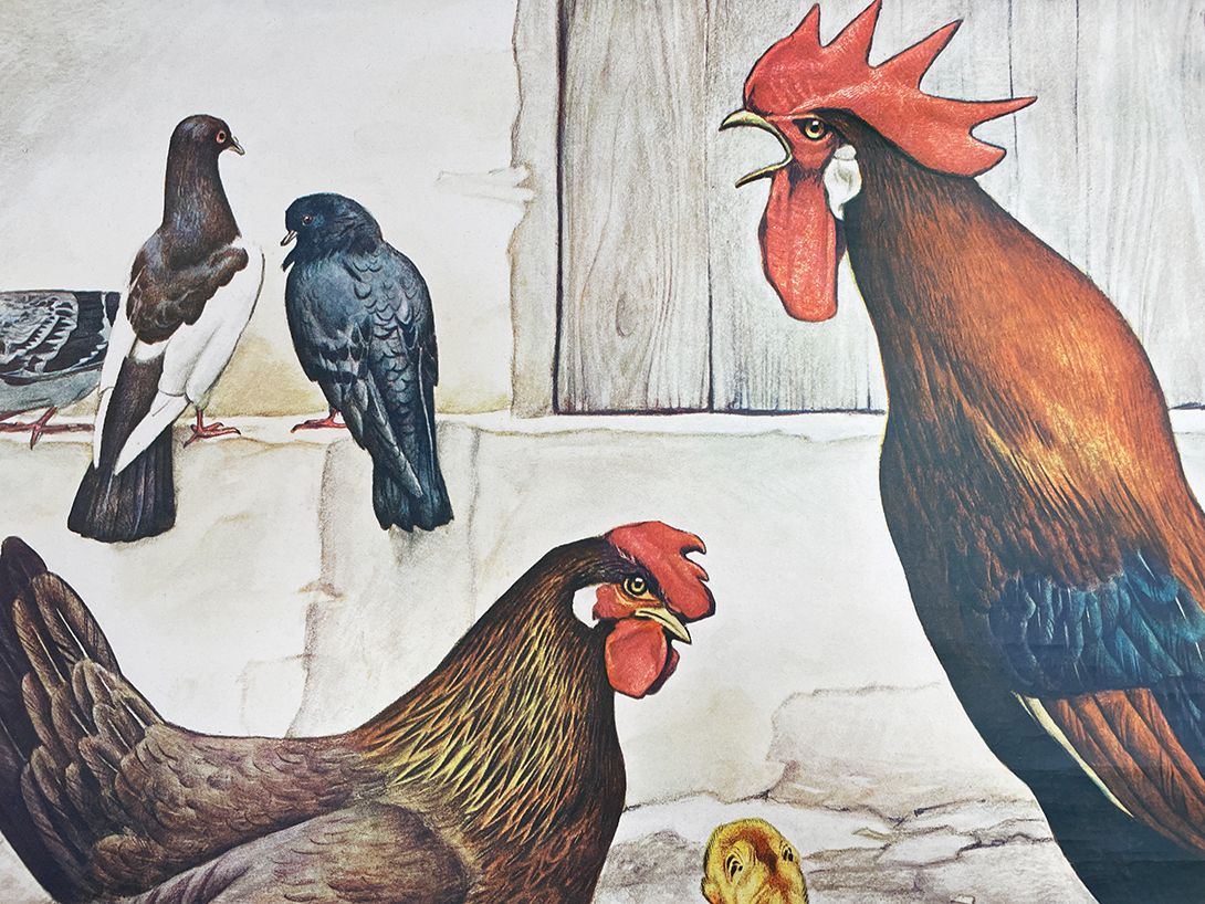 Foto Austrian School Poster of Chickens and Pigeons, Vienna h70 10033