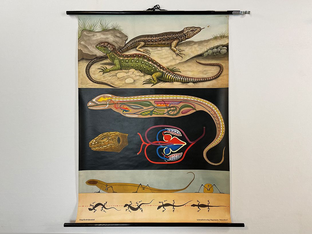 Foto German School Poster of a Lizard&#8217;s Anatomy h118