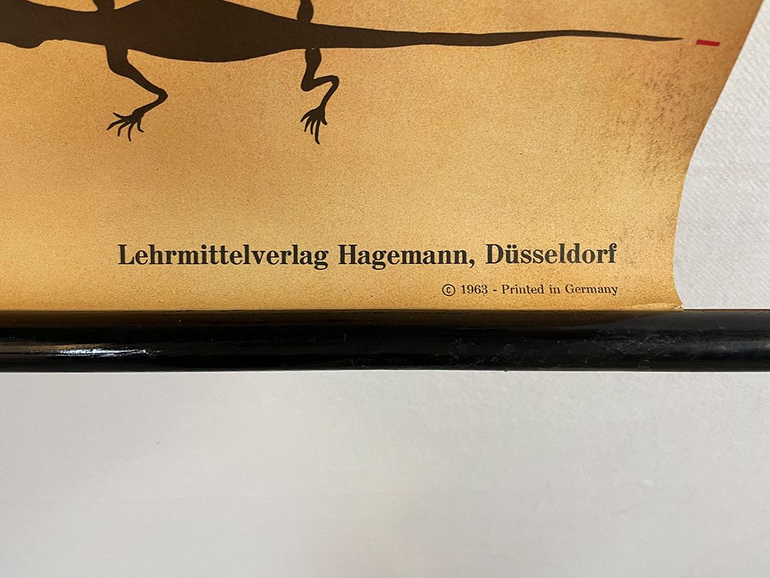 Foto German School Poster of a Lizard&#8217;s Anatomy h118