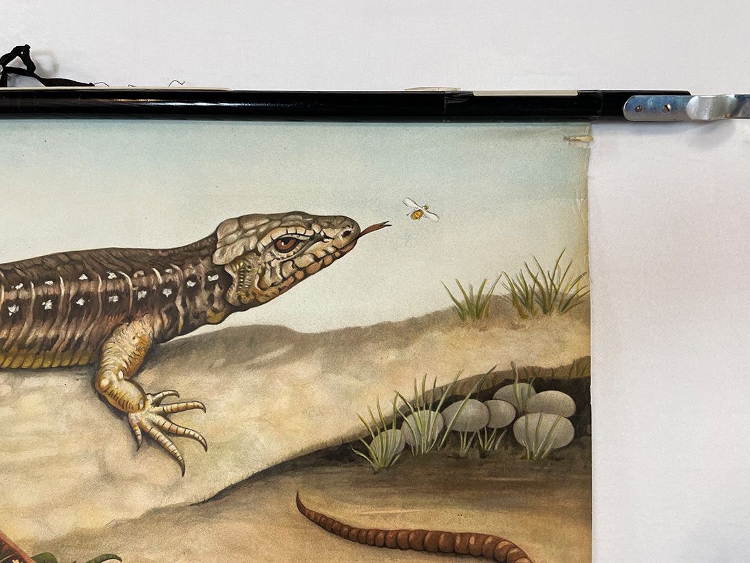 Foto German School Poster of a Lizard&#8217;s Anatomy h118