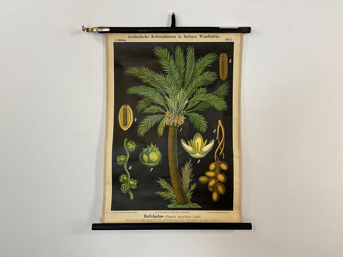 Foto German School Poster of a Date Palm Tree h72