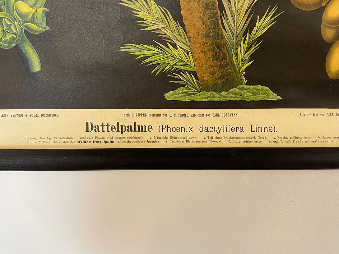 Foto German School Poster of a Date Palm Tree h72