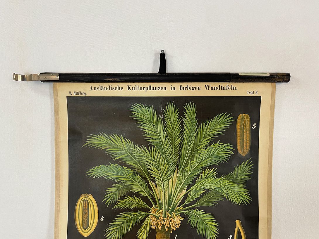 Foto German School Poster of a Date Palm Tree h72