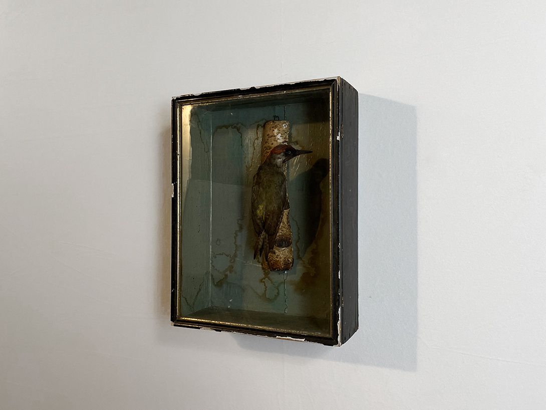 Foto Diorama of a Green Woodpecker h50