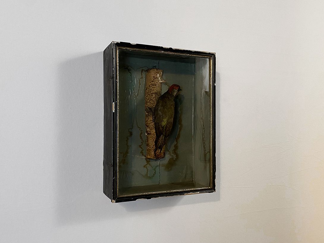 Foto Diorama of a Green Woodpecker h50