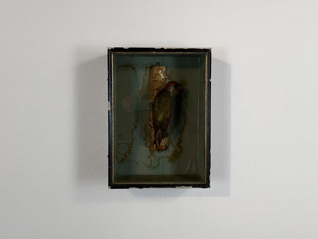 Foto Diorama of a Green Woodpecker h50