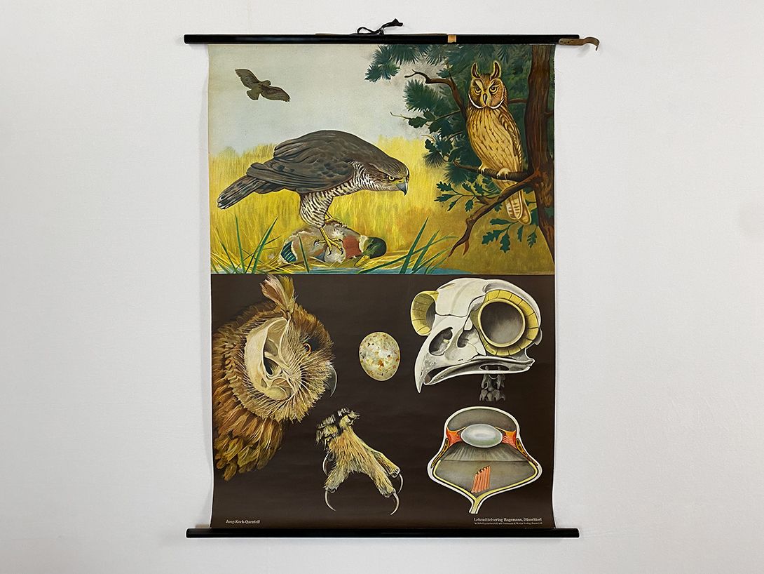 Foto German School Poster of Birds of Prey and their Anatomy h118