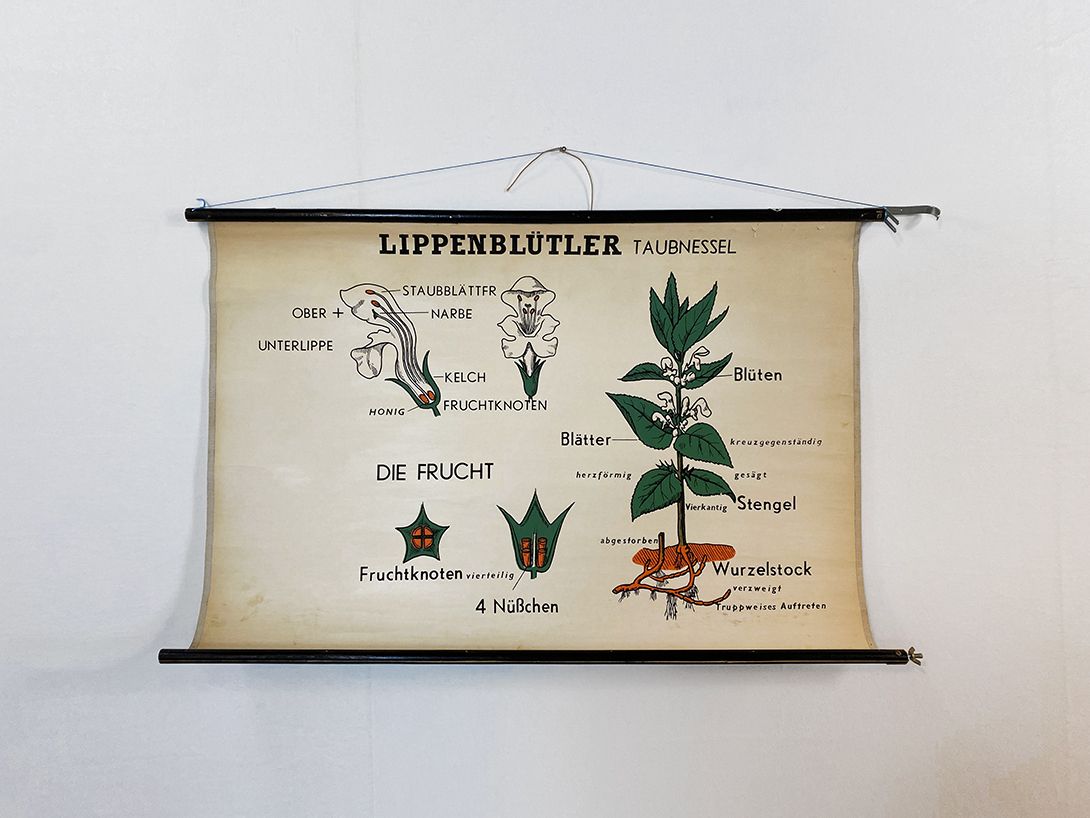 Foto German School Poster of Mint Family, 1959 h70 10024