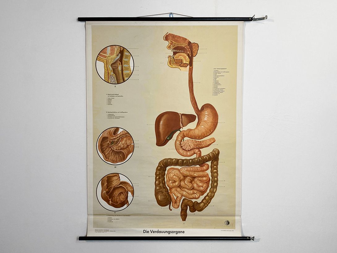 Foto German School Poster of Human Digestive Organs, Cologne 1955 h118