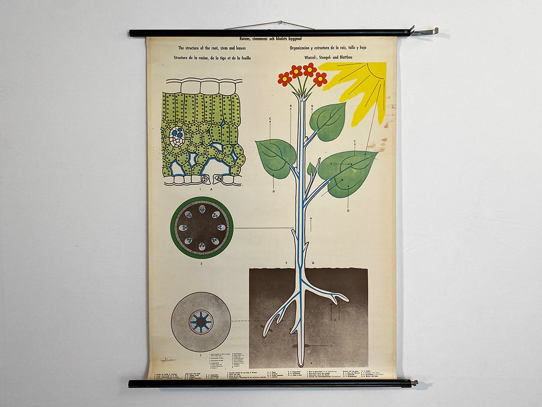 Foto International School Poster of a Plant&#8217;s Structure and Anatomy h102