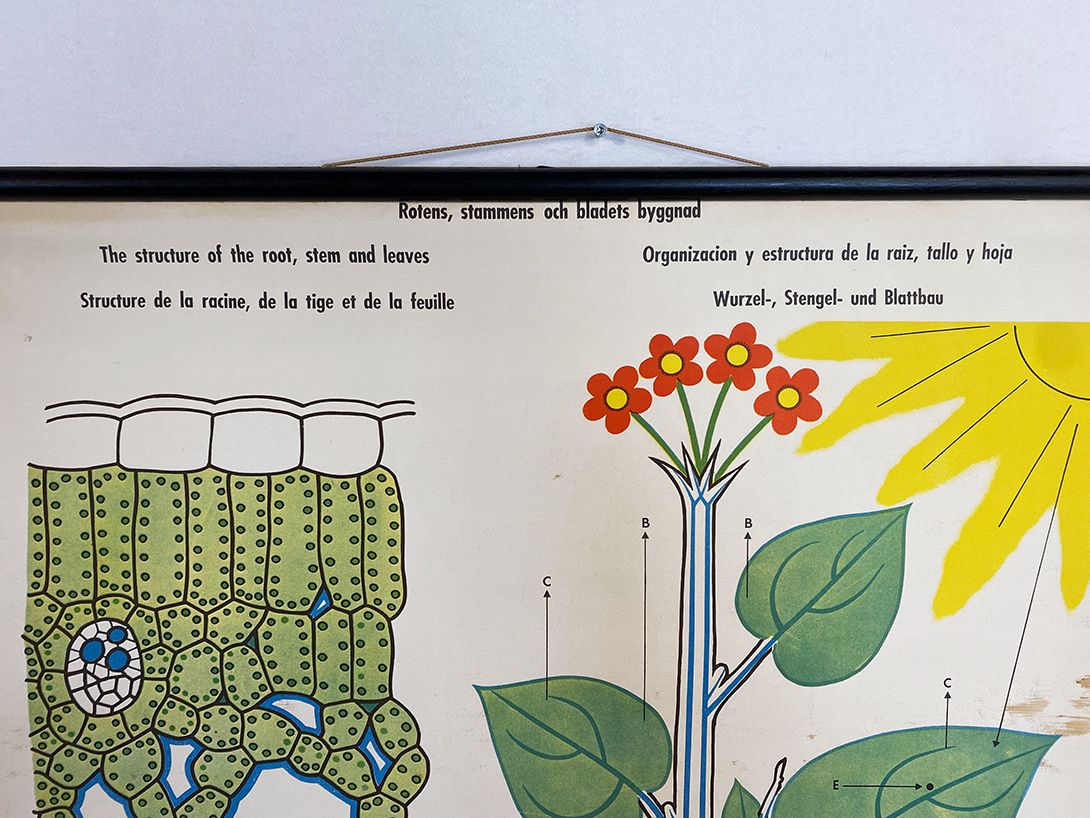 Foto International School Poster of a Plant&#8217;s Structure and Anatomy h102