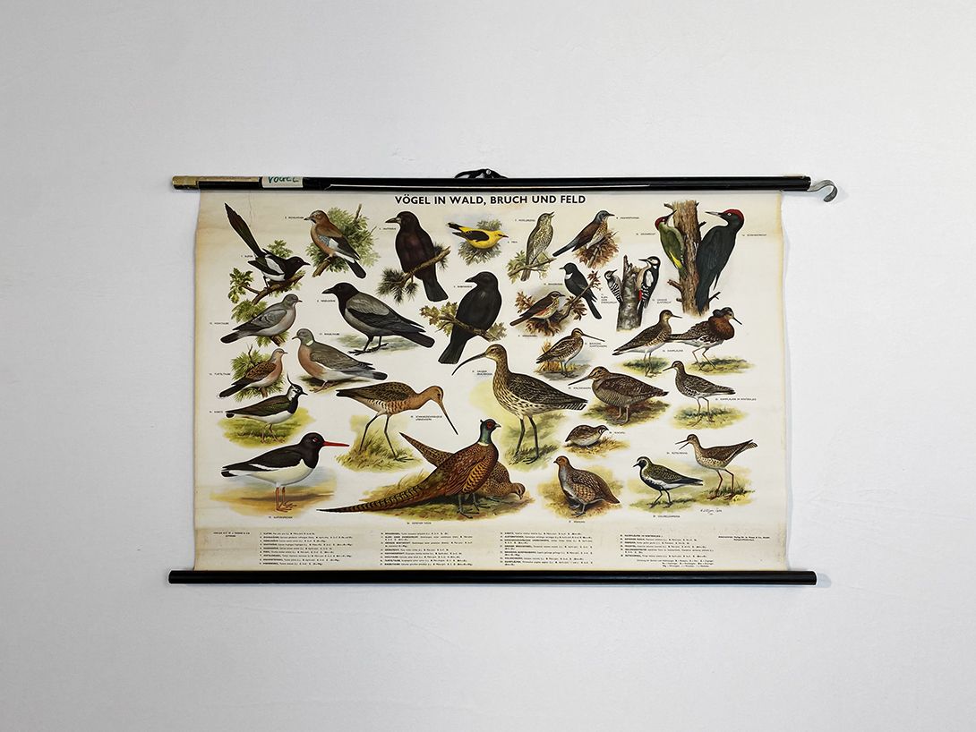 Foto German School Poster of Species of Birds h67 10035