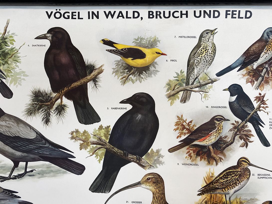 Foto German School Poster of Species of Birds h67 10035