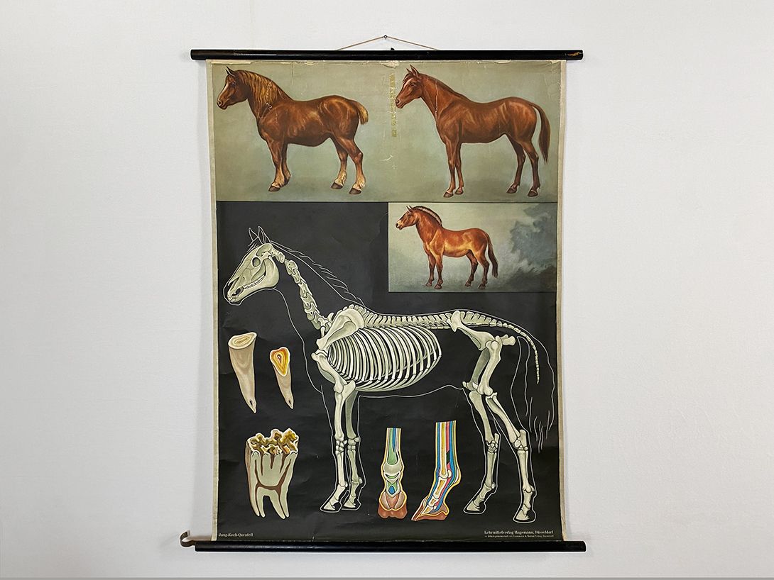 Foto German School Poster of a Horse&#8217;s Anatomy h118