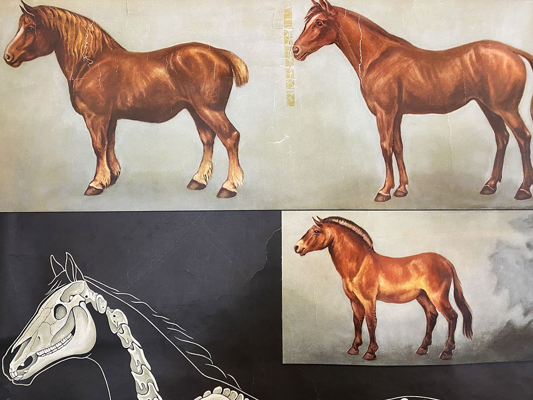 Foto German School Poster of a Horse&#8217;s Anatomy h118