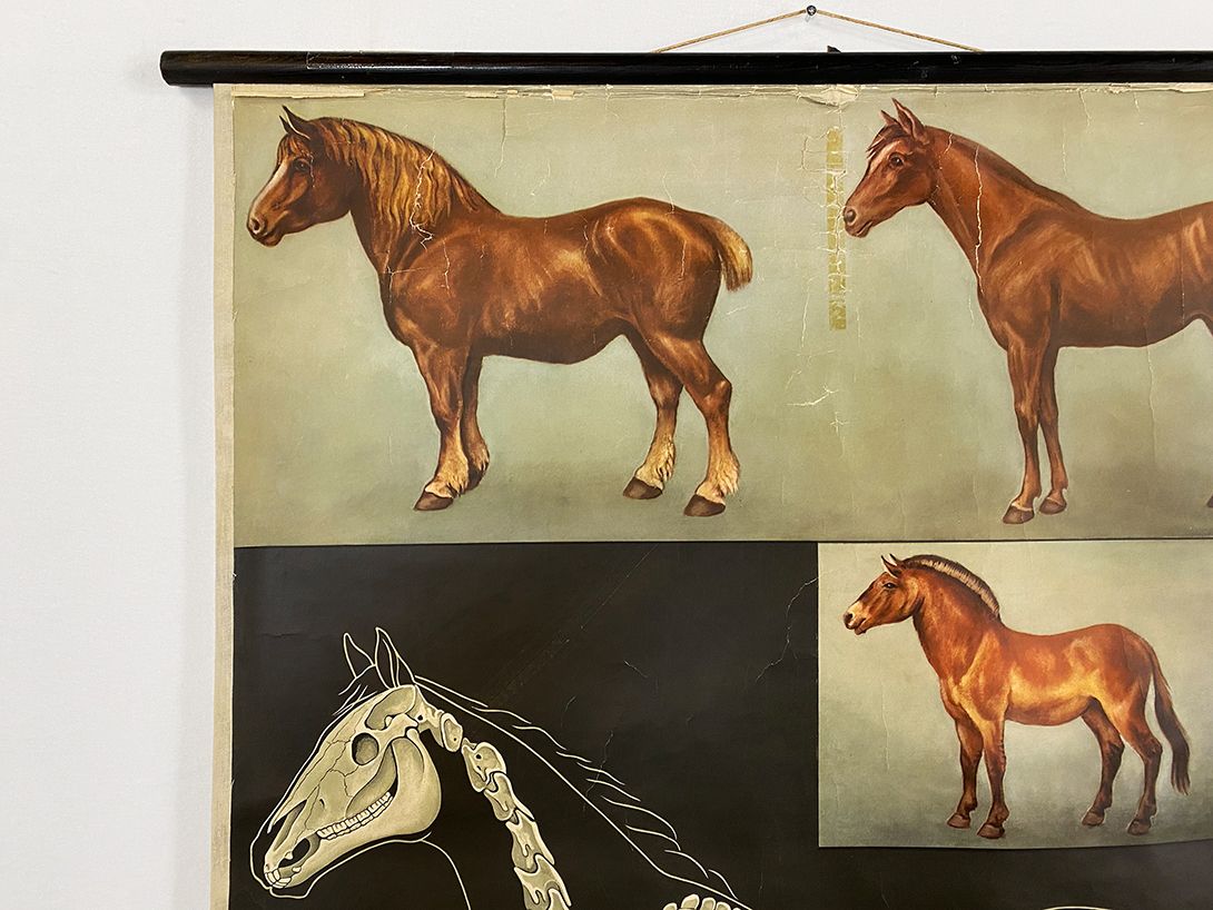 Foto German School Poster of a Horse&#8217;s Anatomy h118