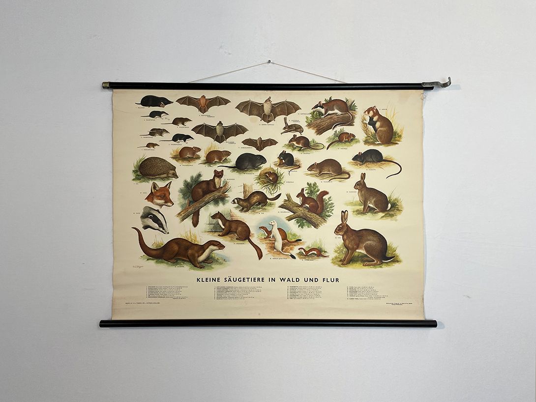 Foto Dutch School Poster of Small Mammals in Woods and Meadows h75 10036