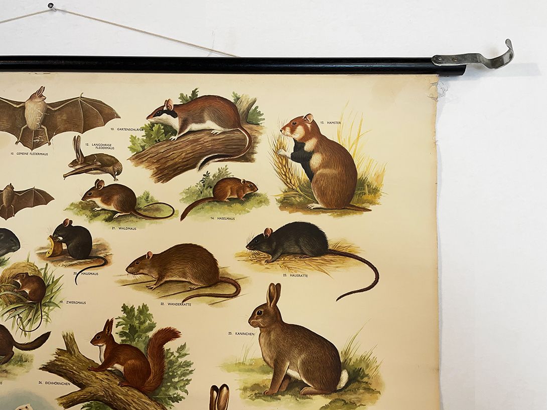 Foto Dutch School Poster of Small Mammals in Woods and Meadows h75 10036