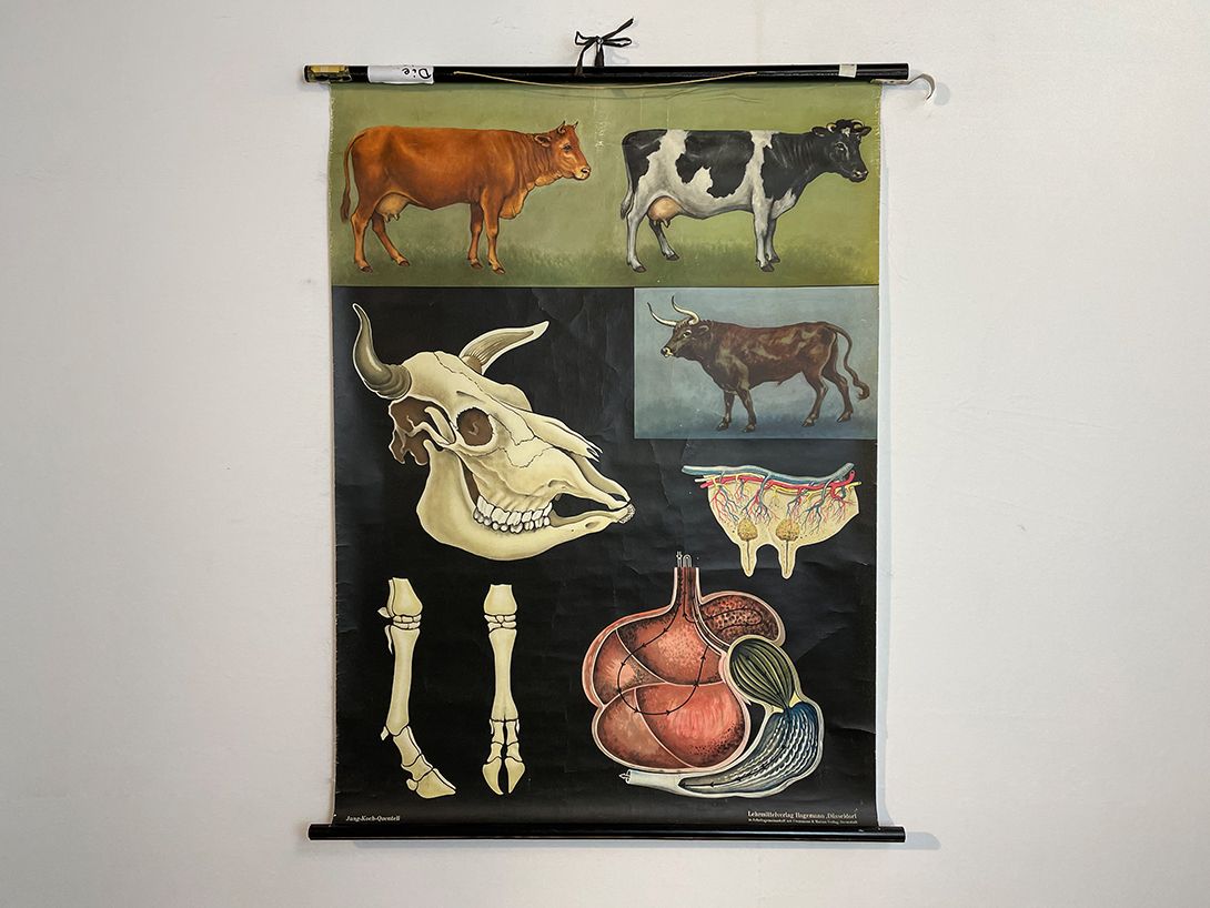 Foto German School Poster of a Cow&#8217;s Anatomy, Dusseldorf h117