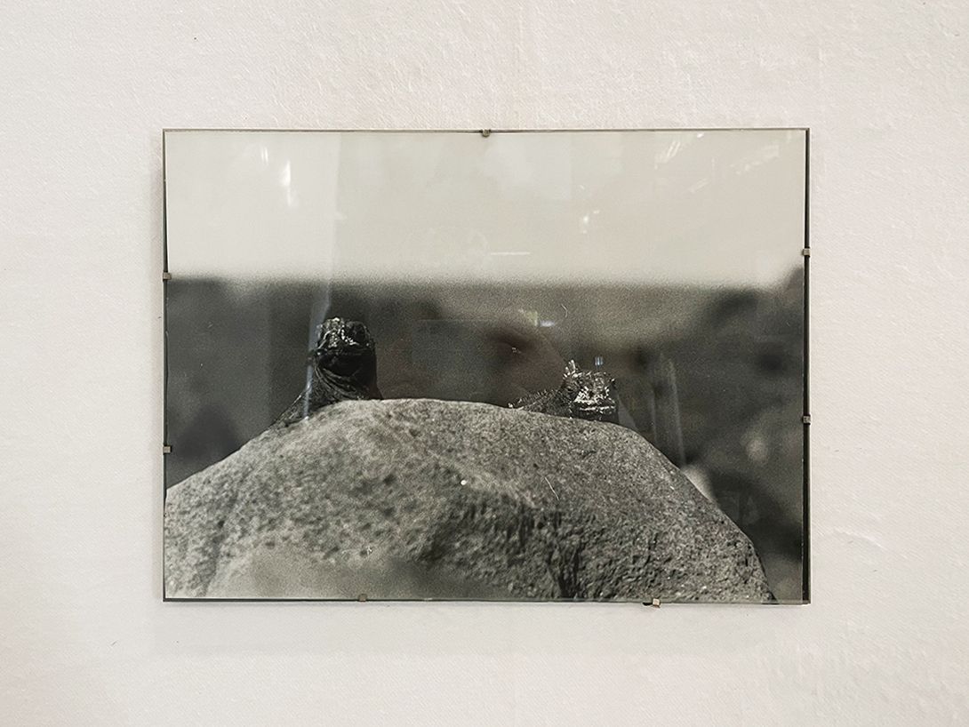 Foto Lizards Lurking on a Rock h30