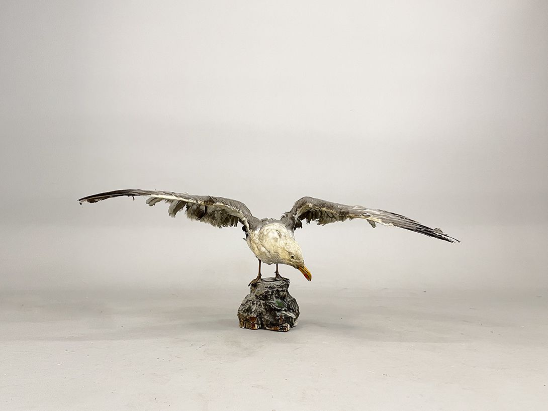 Foto Huge Seagull Taxidermy h50