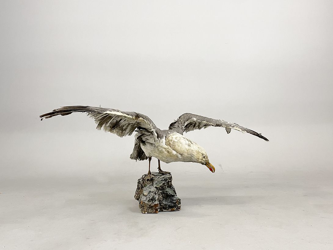 Foto Huge Seagull Taxidermy h50