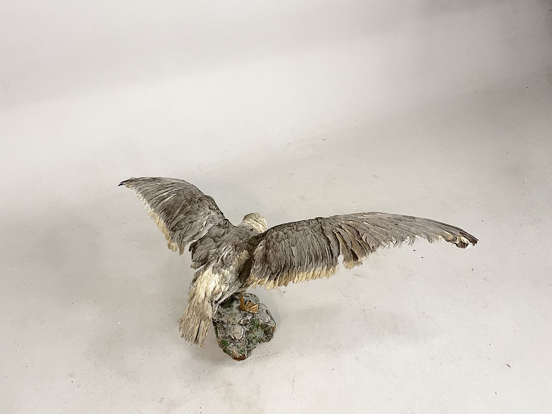 Foto Huge Seagull Taxidermy h50
