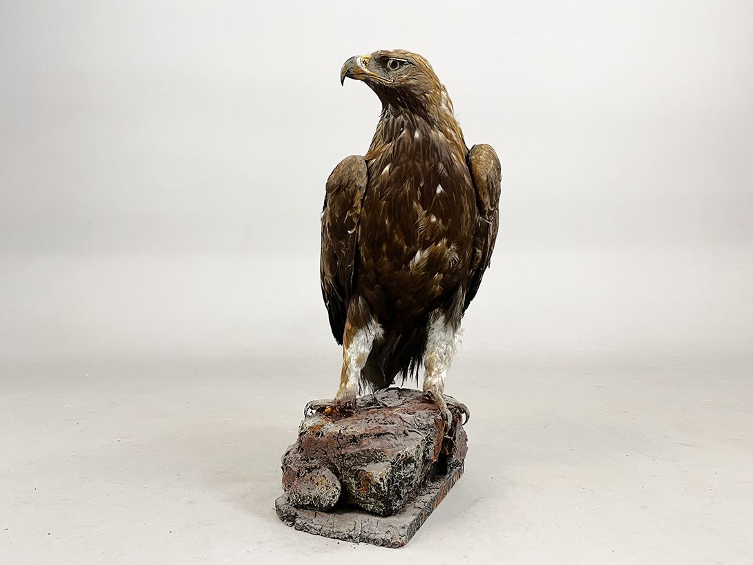 Foto German Golden Eagle Taxidermy h66