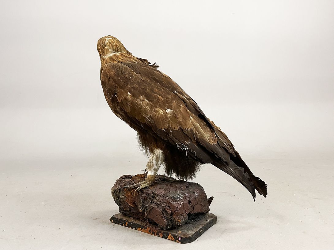 Foto German Golden Eagle Taxidermy h66