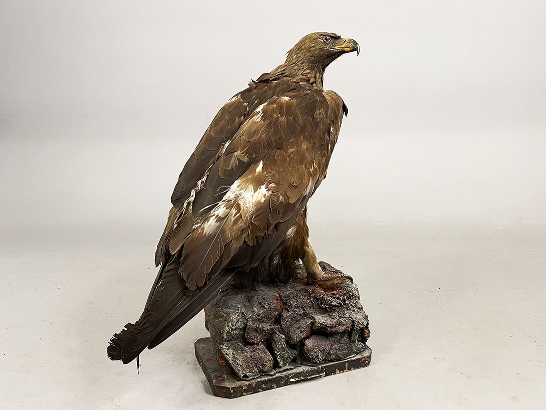 Foto German Golden Eagle Taxidermy h66