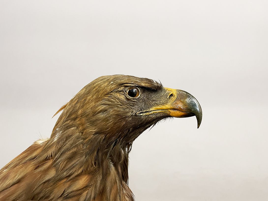 Foto German Golden Eagle Taxidermy h66