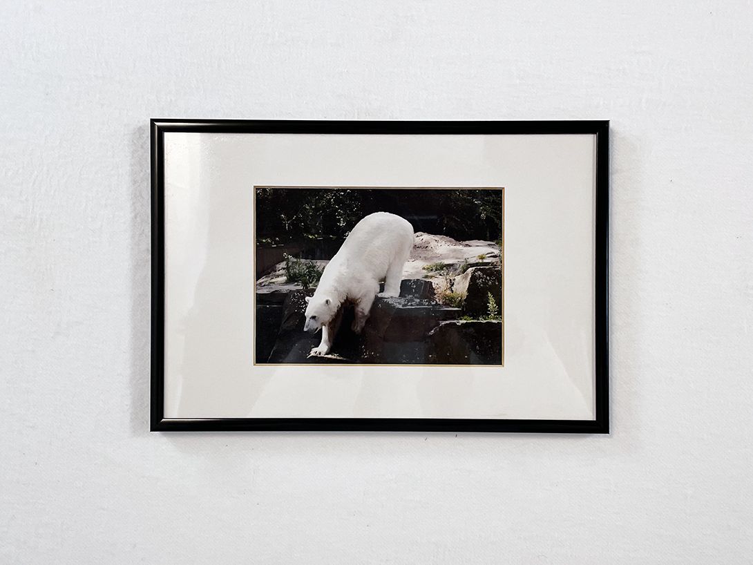 Foto Photography of Berlin Ice Bear Knut 21&#215;31 13A16