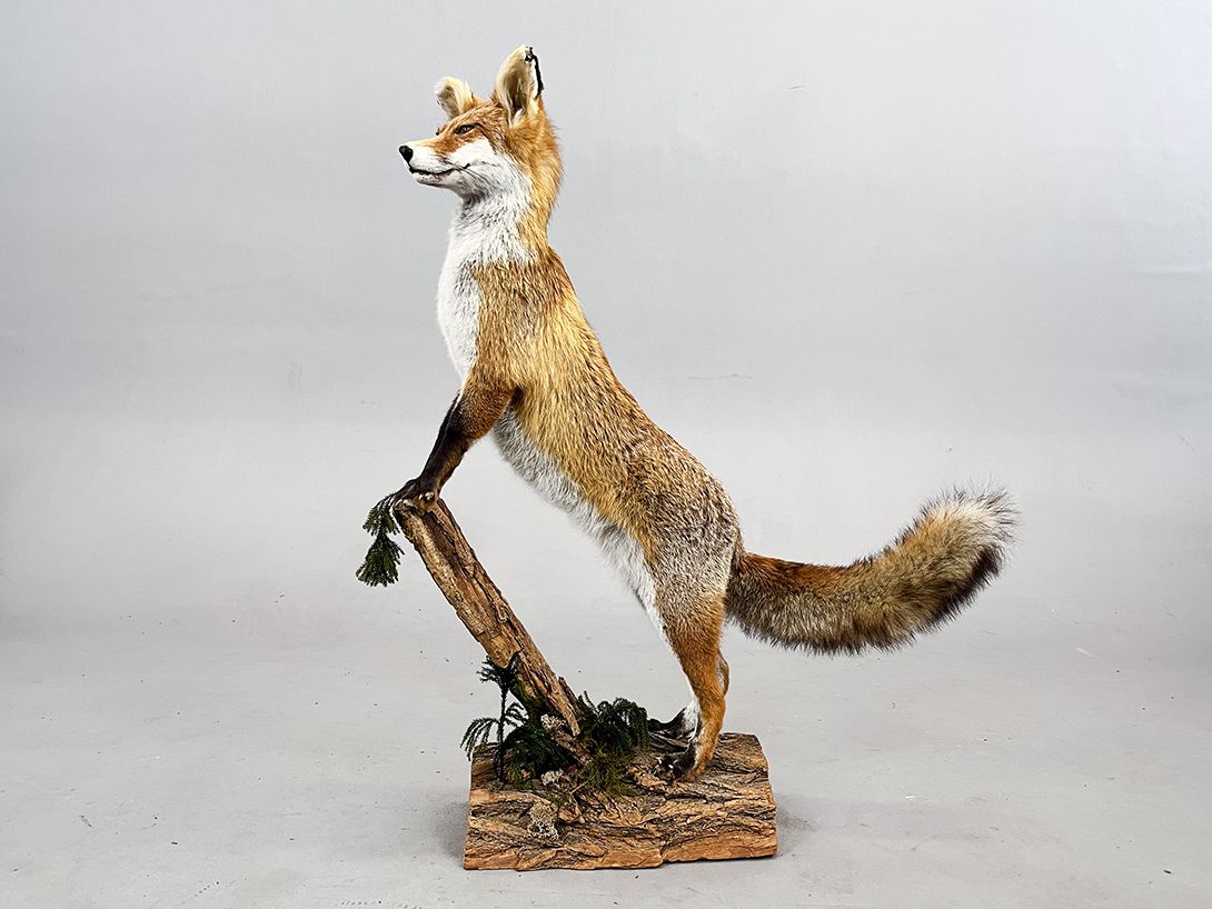 Foto Proud Fox, Watching from a Branch h93