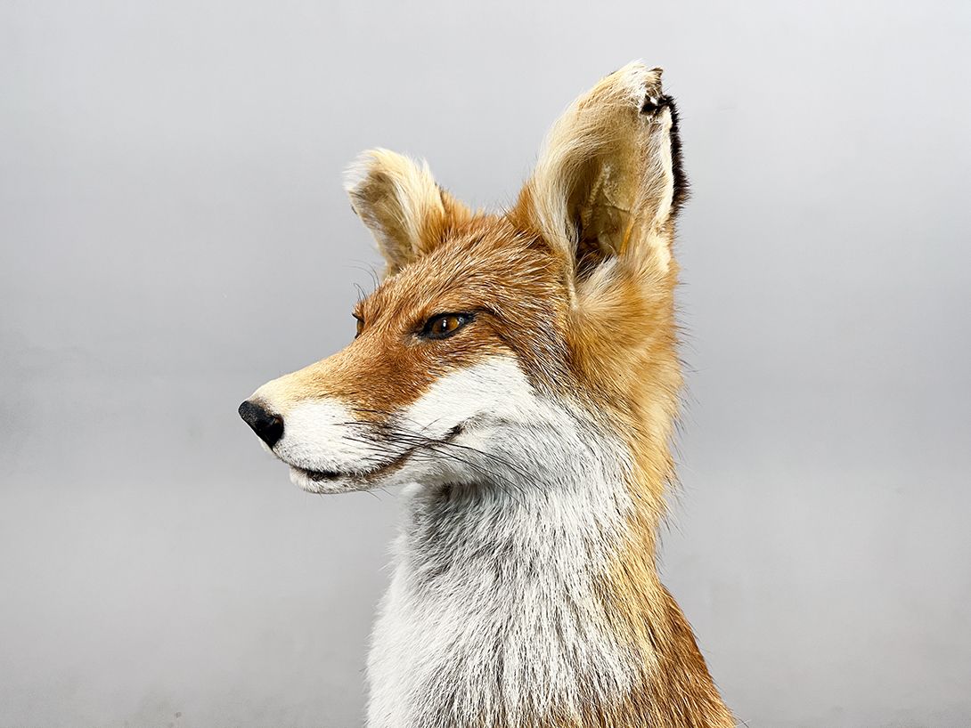 Foto Proud Fox, Watching from a Branch h93