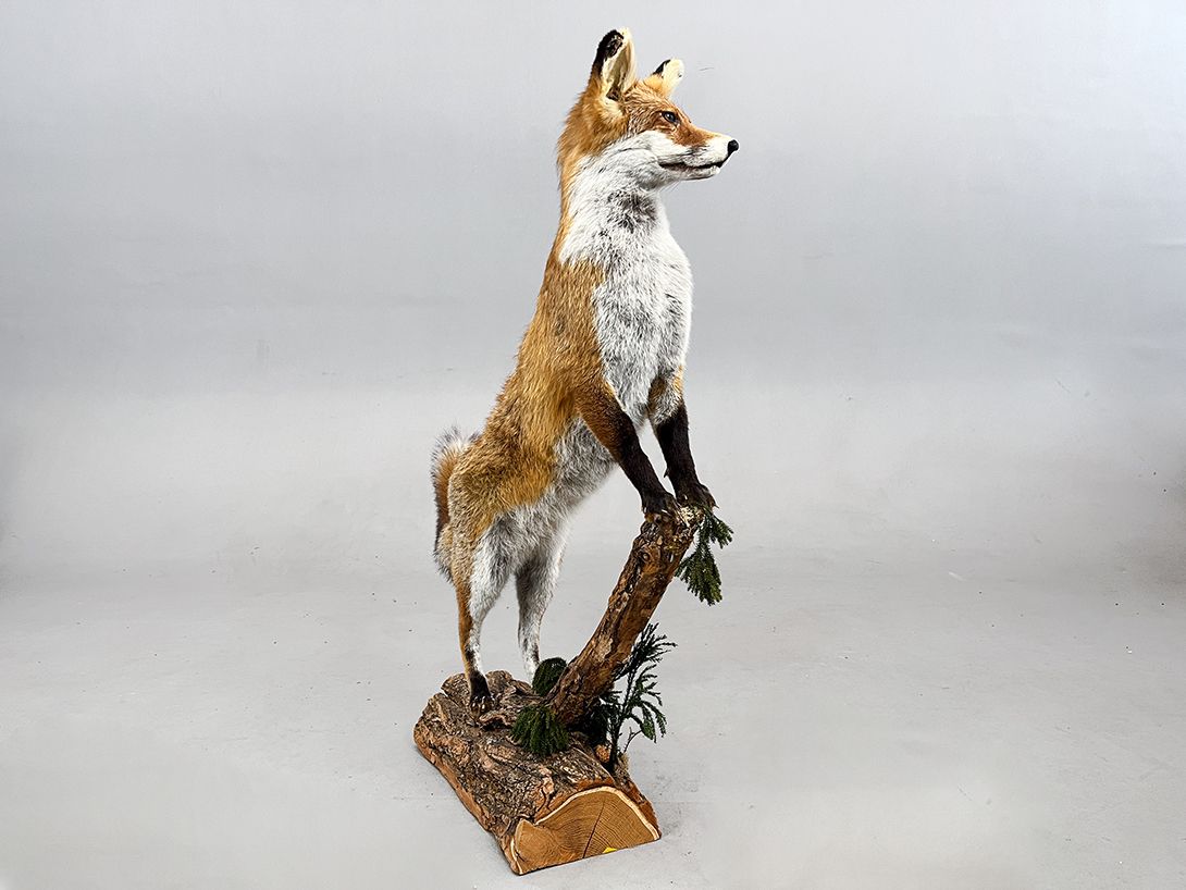 Foto Proud Fox, Watching from a Branch h93