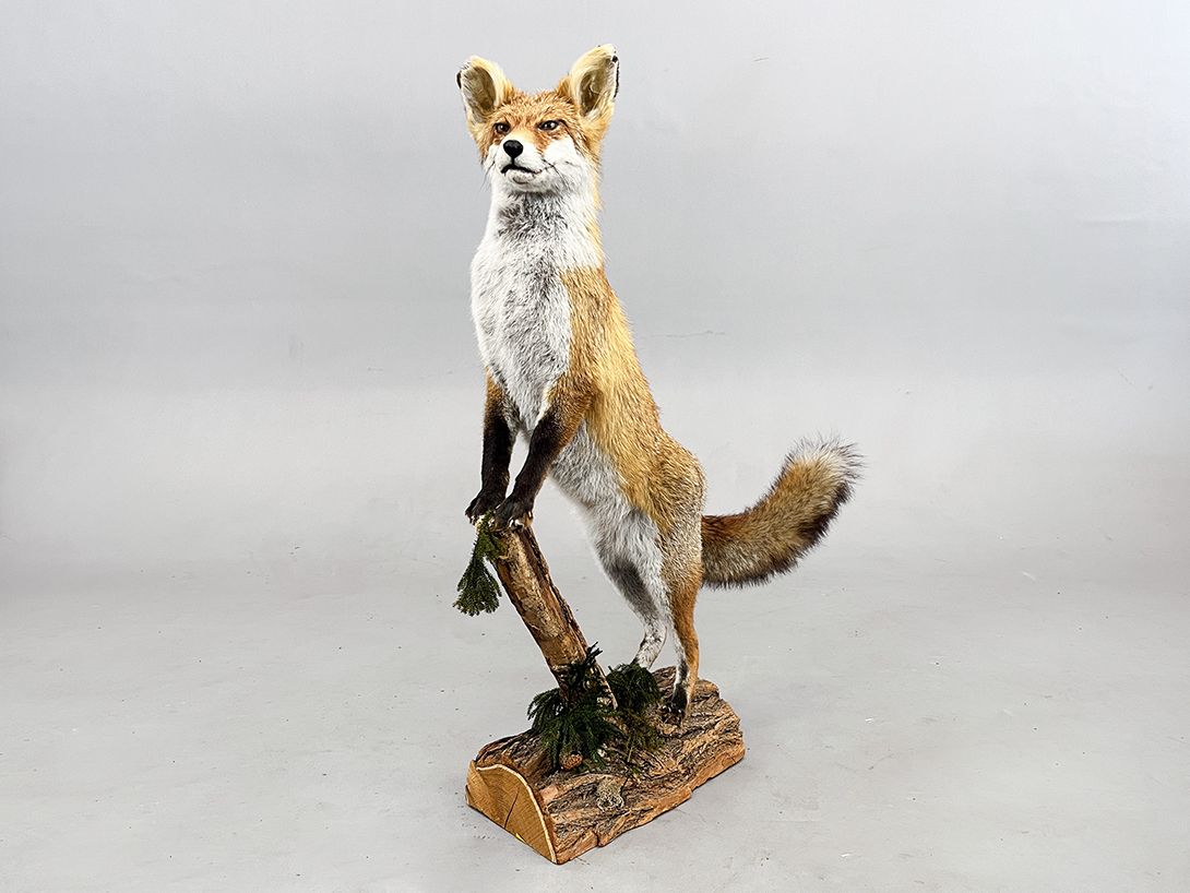 Foto Proud Fox, Watching from a Branch h93