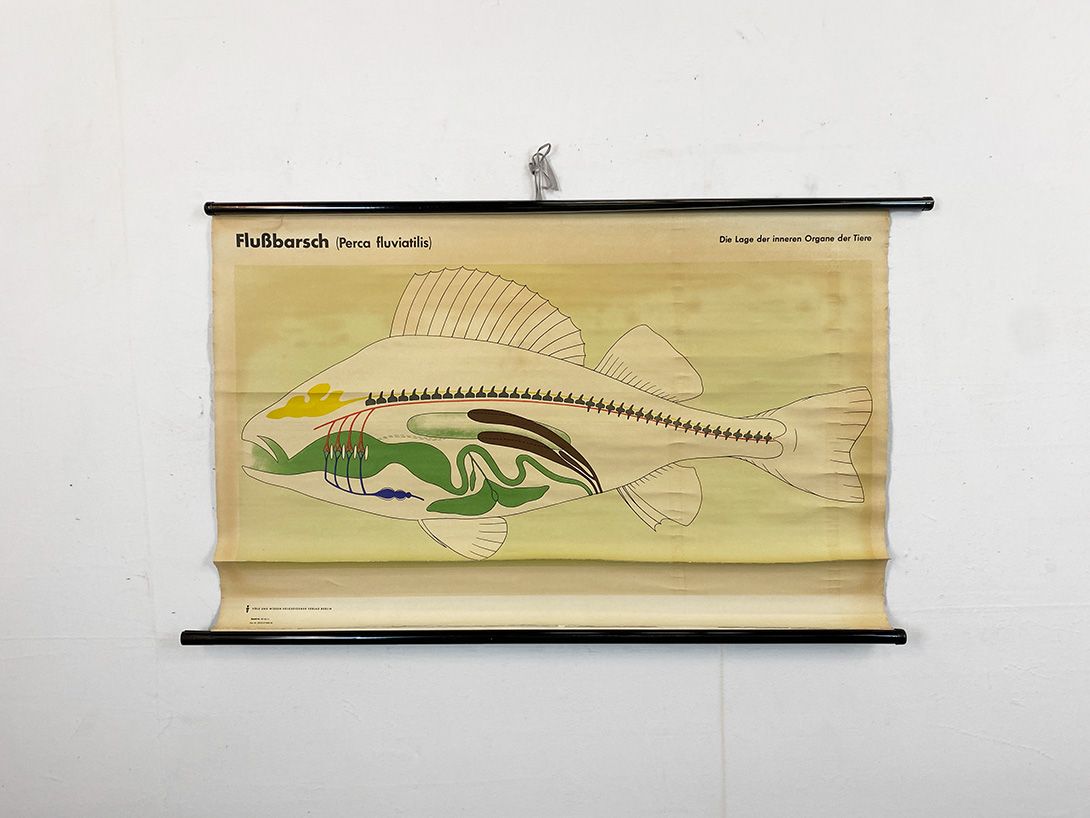 Foto Flussbarsch Educational Poster GDR