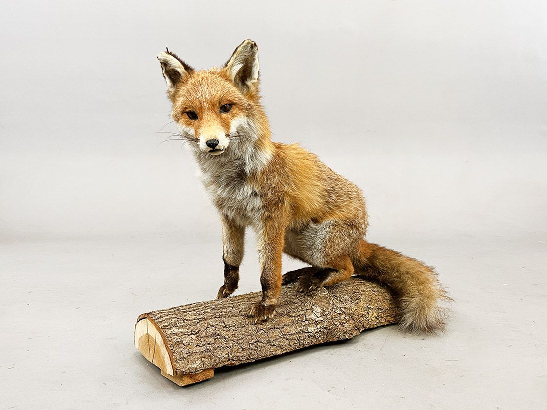 Foto Cautious Fox sitting on a Branch