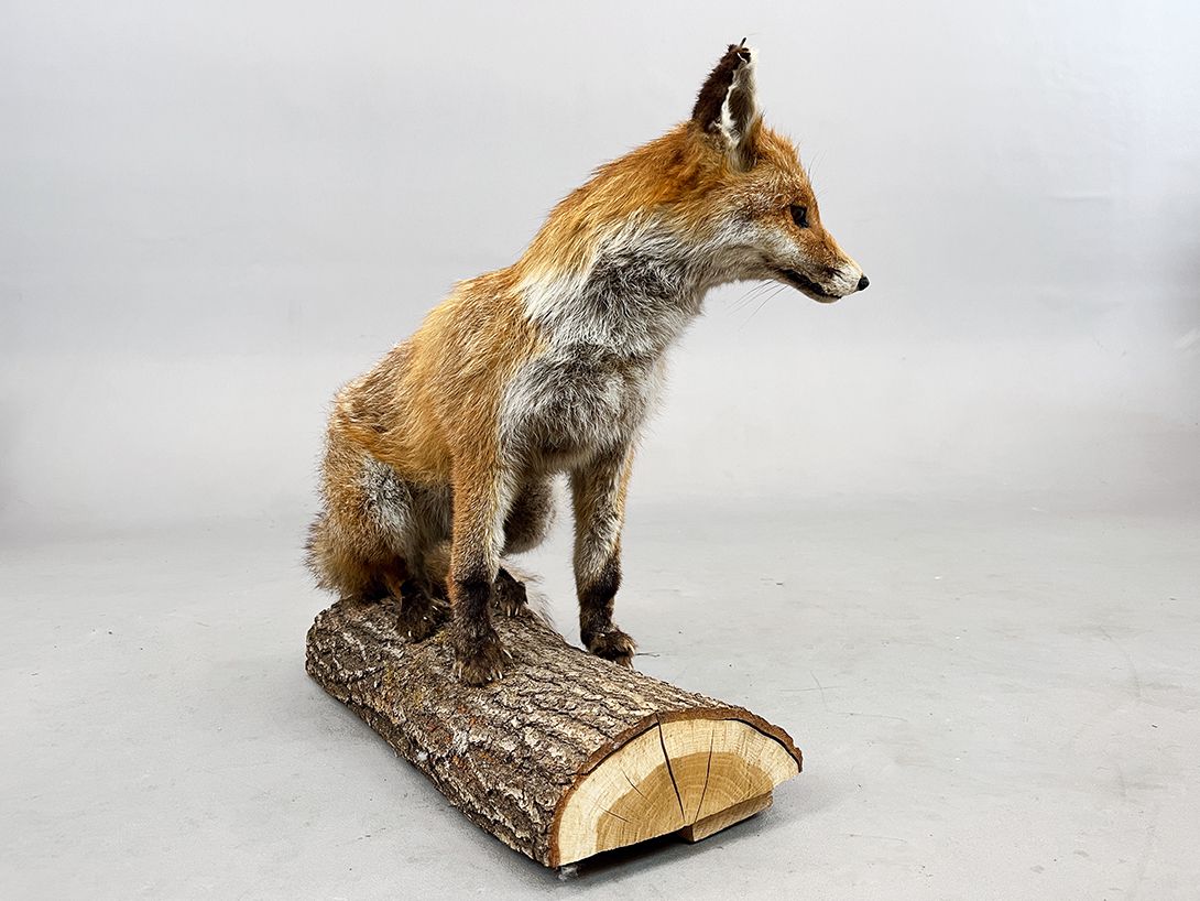 Foto Cautious Fox sitting on a Branch