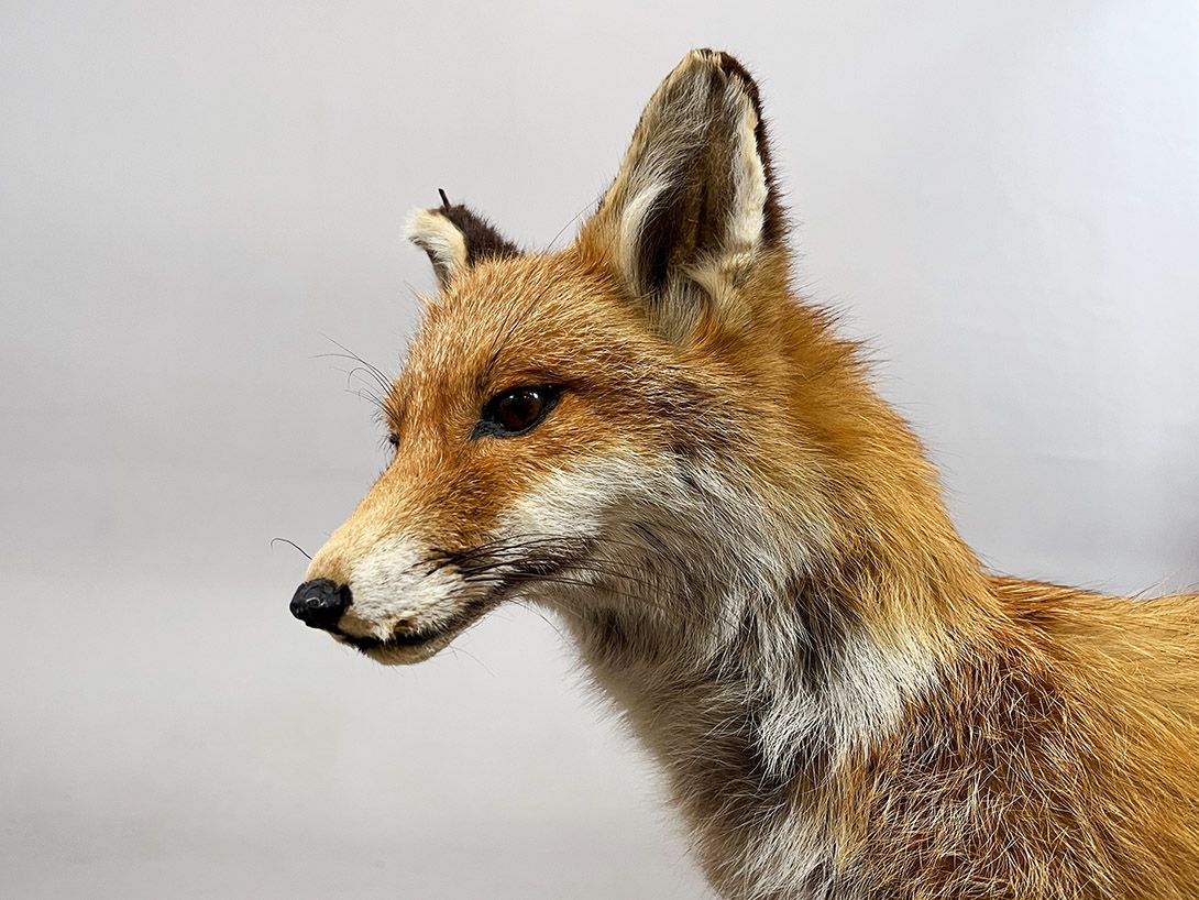 Foto Cautious Fox sitting on a Branch