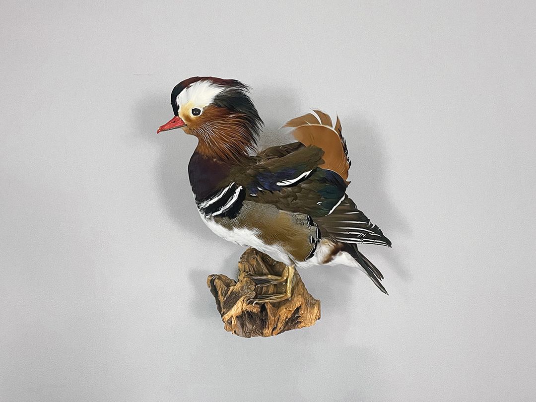 Foto Mandarin Duck Taxidermy Standing on a Branch for Wall Decoration h34