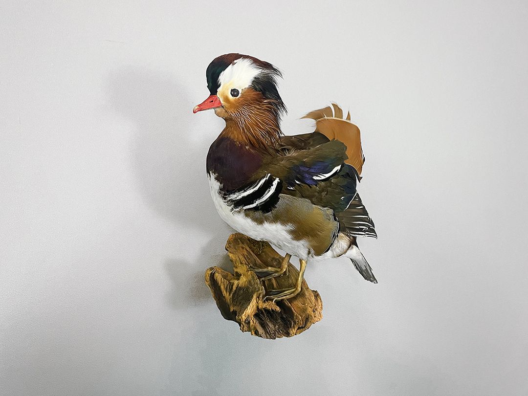 Foto Mandarin Duck Taxidermy Standing on a Branch for Wall Decoration h34